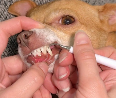 files/dog_JPG.jpg